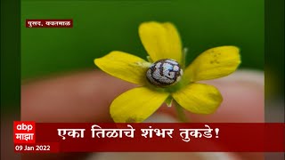 Yavatmal Pusad : एका तिळाचे शंभर तुकडे, मोहरी, तांदूळ, सुपारीवर कलाकृती ABP Majha