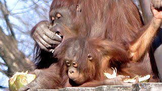 ヤシの実に誘われて飛び地までキキ、ロキ・オランウータン