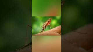 చలికాలము లో దోమలు ఎక్కడికి పోతాయి? Where do mosquitoes go in winter? #mosquito #youtubeshorts #short