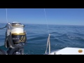 Light Tackle Tuna Trolling on Spinning Tackle