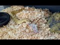 second feeding of the adult hognoses post brumation