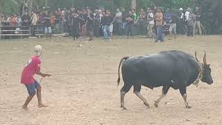 Aduan Sapi Bawean 2024. 27 Agustus.|| SINGA JINGGA VS KAISAR.|| Lapangan Tanah Rata.