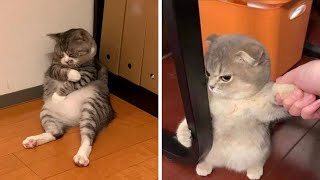 😼 FUNNIEST Cat Moments Caught on Camera! 😂 Cute and Funny Cats Life