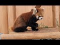 【飼育員さんによってリンゴの与え方が違うと感じた西山動物園】～nishiyama zoo red pandas～