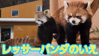 【飼育員さんによってリンゴの与え方が違うと感じた西山動物園】～Nishiyama Zoo red pandas～