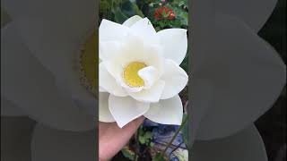 growing white lotus at home #Shorts