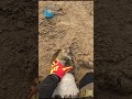 seal pup rescued from filter shorts