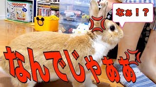 【おもしろハプニング】意外な結末！？うさぎのおねだりがかわいい　funny　rabbit　video