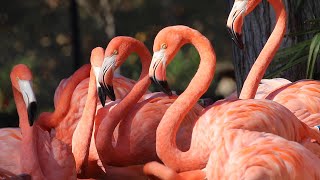 Keeper Talk - American Flamingos