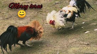 Chicken Fighting ||  গ্রামীণ মোরগ লড়াই, প্রাকৃতিক মোরগ  লড়াই ; Rooster Fighting