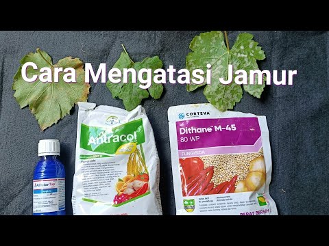 Cara Efektif Mengatasi Jamur - YouTube