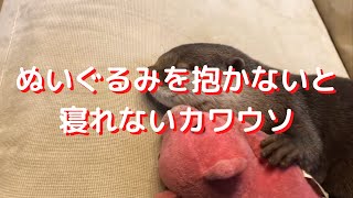 ぬいぐるみを抱かないと寝れないカワウソ　otter who can't sleep without holding a stuffed animal