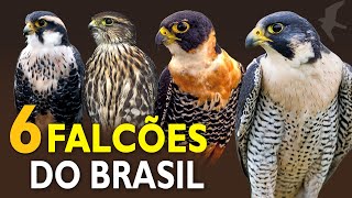 FALCÕES do BRASIL: Quais espécies de falcões vivem nas cidades? E o MAIS RARO do Brasil?