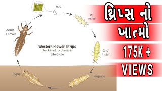 organic farming || thrips control || થ્રીપ્સની ઓર્ગેનિક દવા || थ्रिप्स की दवा || थ्रिप्स नियंत्रण