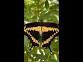 Giant Swallowtail butterfly