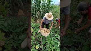 Colhendo Feijão de Corda pra Fazer Baião de Dois com Feijão Maduro #caipira #vidanaroça #agricultur