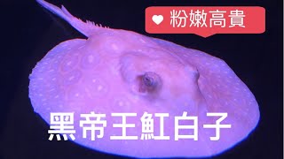 魚稀為貴-黑帝王魟白子(Potamotrygon sp. \