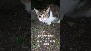 朝の猫活(TNR済)🐈 #地域猫