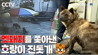 [815 광복절 특집] #광복절I 도심에 출몰한 멧돼지를 쫓아낸  K호랑이 진돗개 🐯 I KBS 굿모닝 대한민국 130612 방송