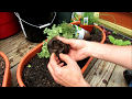 Planting Herbs in Containers: Oregano, Chives, Thyme, Mints, Basil, Sage, Rosemary, Lavender