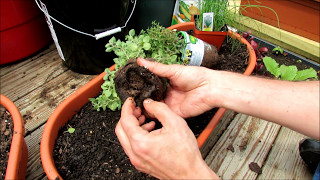 Planting Herbs in Containers: Oregano, Chives, Thyme, Mints, Basil, Sage, Rosemary, Lavender
