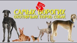 5 САМЫХ ДОРОГИХ ОХОТНИЧЬИХ ПОРОД СОБАК