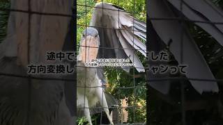 動かない鳥ハシビロコウはサービス精神旺盛で嘴をカチカチして飛んできた『上野動物園』ハトゥーウェ #shorts