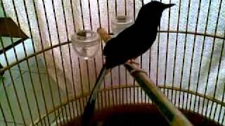 white rumped shama singing like crazy till sorethroat