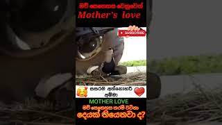 Mother love 😘 - අම්මාගේ ආදරය තරම් වටිනා එකක් තියෙනවද?♥️♥️♥️💕♥️💕