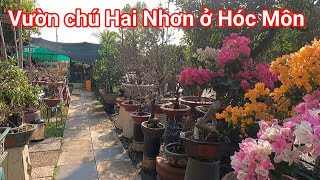 Tham quan và chiêm ngắm vườn cây nhiều tác phẩm đọc đáo của chú Hai Nhơn ở Hóc Môn