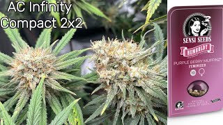 PURPLE BERRY MUFFINZ BY HUMBOLDT/SENSI SEEDS (FLOWER TO HARVEST)