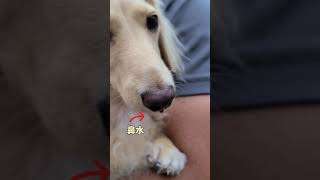 涼しい朝に鼻水出ちゃった【ミニチュアダックスフンド】ココア🐶#shorts