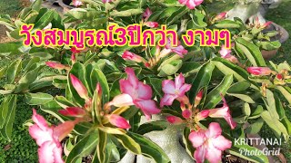 ชวนชมสตอรี่กับน้าเล็ก#:วังสมบูรณ์ โคนใหญ่ ใบเยอะ ดอกสวย