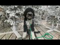 6 mo old portuguese water dog 2 week pawcademy the dogpa k9 training omaha ne teachers pet