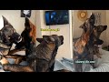 Things Our German Shepherds Do To Make Us Laugh