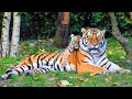 wildlife Nature - 4K African Animals life with relaxing music