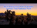 Arch Rock and Cholla Gardens - Joshua Tree National Park