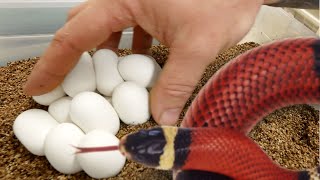 SNAKE EGGS!! SETTING UP AND INCUBATING!! | BRIAN BARCZYK