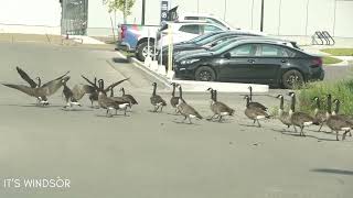 Canada Geese Follow Leader, Walking Cross Road with Patience🦢🚶‍♂️🚗