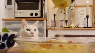 スパゲッティ🍝を食べる飼い主を見守る猫｜しろねこ八丁