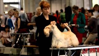 World Dog Show-2013. Scottish Terrier. Males. Open class.