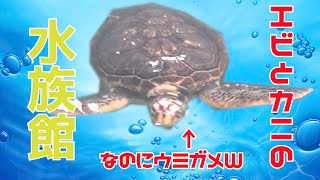 【すさみ】和歌山県白浜町すさみのエビとカニの水族館に行ってみました。