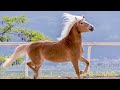 haflinger horses everything you should know