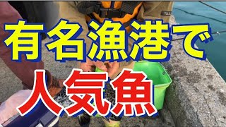 【沖縄家族釣り】有名漁港で釣りをしたら子どもの竿に人気魚がヒット！！