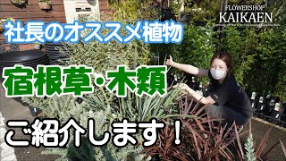 社長オススメ植物　今買うといい植物　宿根草・木類　ご紹介します【おうちでガーデニング】開花園チャンネル