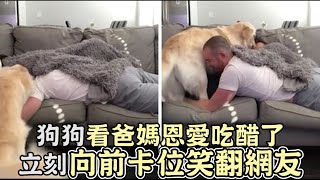 狗狗看到爸媽甜蜜恩愛吃醋了,立刻向前卡位笑翻網友!｜寵物｜狗狗｜搞笑｜可愛｜狗｜爆笑