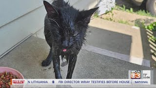 'Possible vegetable oil leak' in Decatur drenches cats