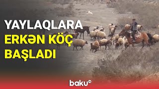 Yaylaqlara erkən köç başladı - BAKU TV