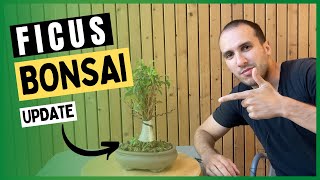 Ficus bonsai update