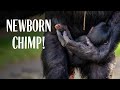 Adorable Baby Chimpanzee Born at Taronga Zoo Sydney!!!